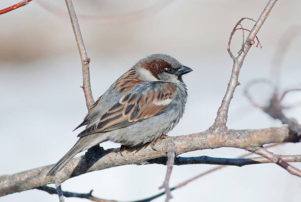 Sparrow stock photo