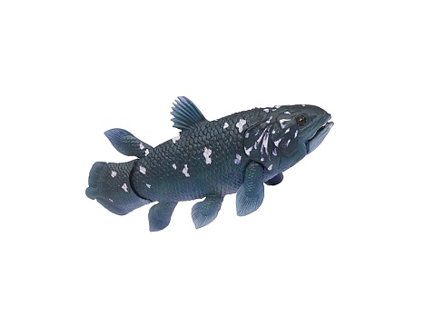 Miniature animal sarcopterygii fish on a white background