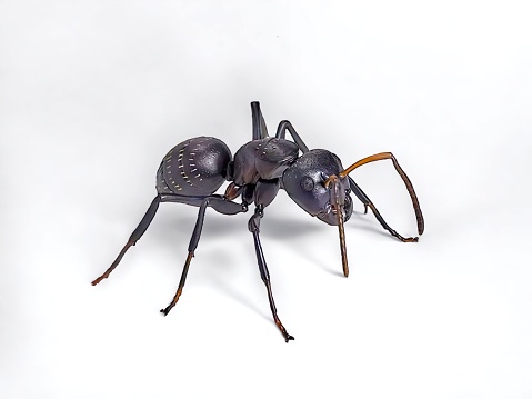 Animal miniature black ant on white background