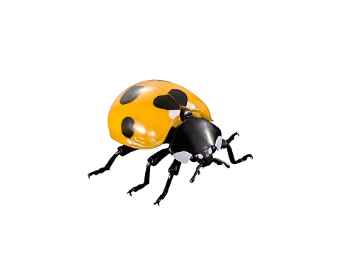 Miniature black-spotted yellow ladybug animal on a white background