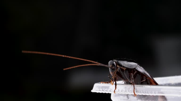 4K slow-motion video of cockroaches looking around from the edge of a container.