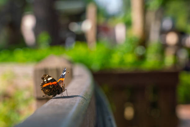 A butterfly sits on a wooden fence in an amusement park on a beautiful day