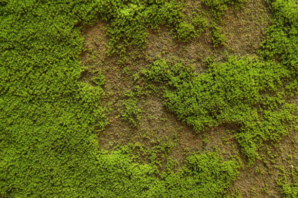 istock Texture of moss on the wall. green moss background, Green moss on grunge texture for text, creative, backdrop and interior design. 1568742429