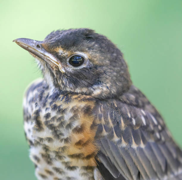 アメリカンロビンの駆け出しのクローズアップ - american robin ストックフォトと画像