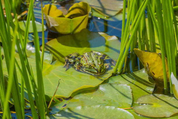 istock Green Frog on pond leaves 1568749176