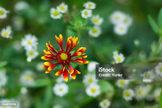 花の背景インドのブランケットの花 - アウトフォーカスのストックフォトや画像を多数ご用意 - アウトフォーカス, オレンジ色, カラフル