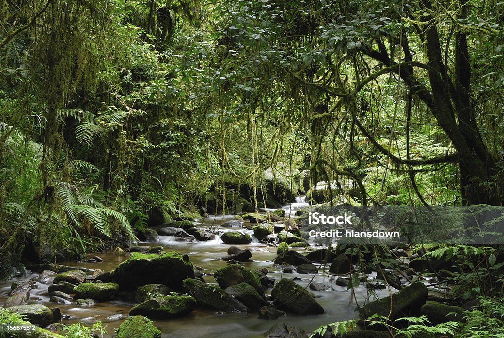 The rainforest of Ranomafana National Park, Madagascar. A stream in the primary rainforest of Ranomafana National Park, eastern Madagascar. Madagascar Stock Photo