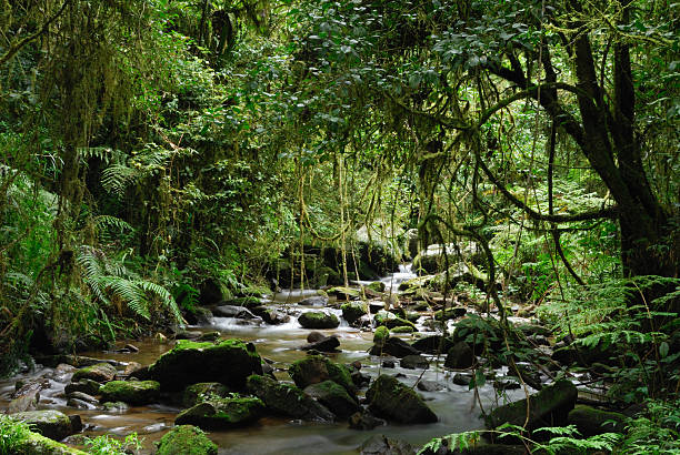 rainforest z ranomafana national park, madagaskaru. - madagascan zdjęcia i obrazy z banku zdjęć