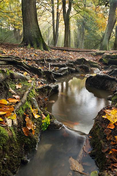 Ruscello d'autunno - foto stock