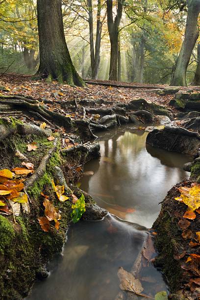 Jesienny strumień – zdjęcie