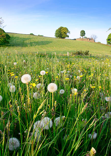 Inglese scena della primavera - foto stock