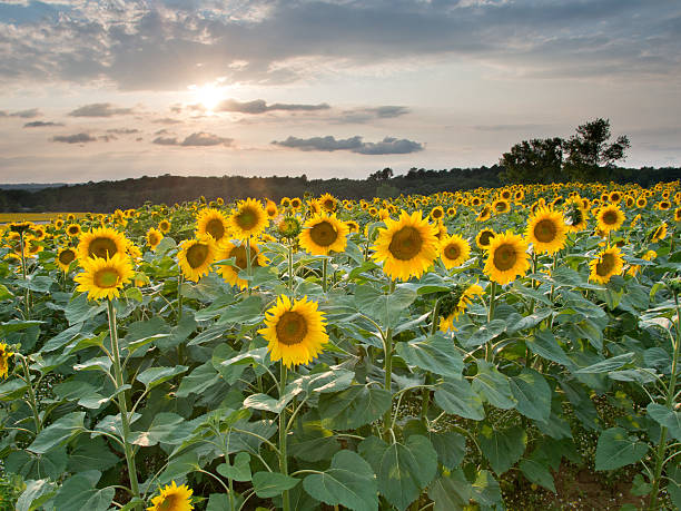 Sonnenblumen im Sonnenuntergang – Foto