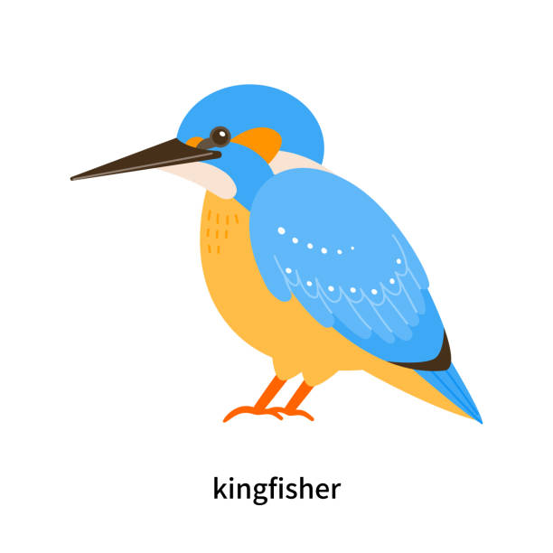 Set of types of birds. A cute little kingfisher. vector art illustration