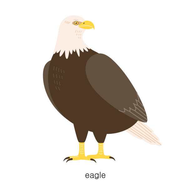 Set of types of birds. A raptorial eagle stands looking back. vector art illustration