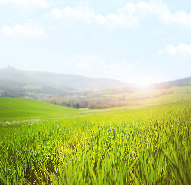 istock Spring grass landascape at sunsrise 156878074