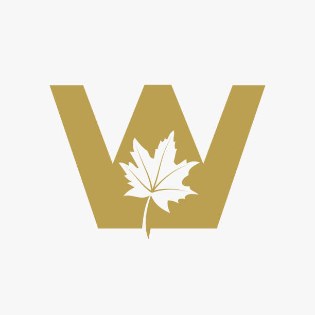 Letter W Maple Leaf Elegant Logo. Maple Leaf Logotype Vector Template Letter W Maple Leaf Elegant Logo. Maple Leaf Logotype Vector Template algonquin provincial park stock illustrations