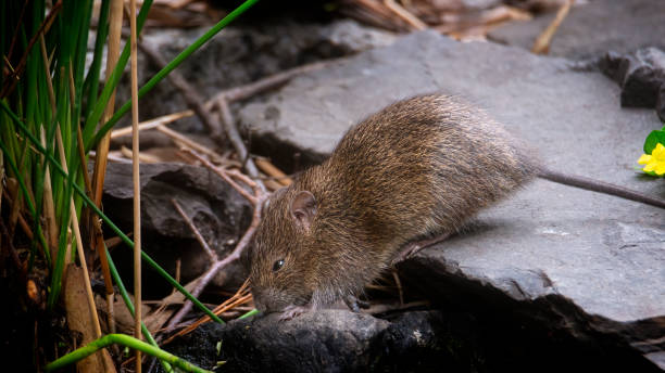istock Australian swamp rat (Rattus lutreolus) 1568783763