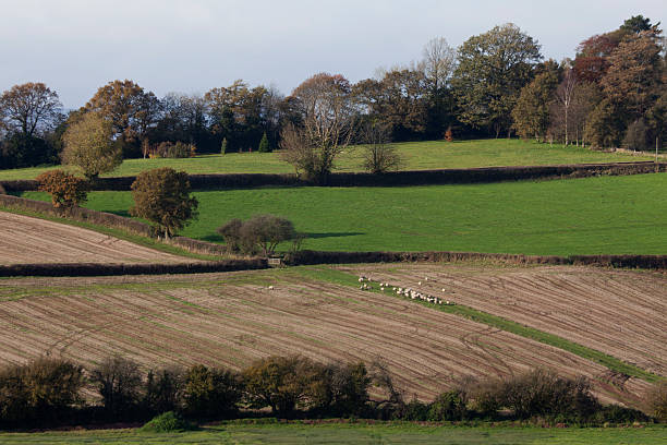 welsh paese lato con pecore al pascolo - public footath foto e immagini stock