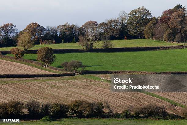 Welsh Country Side With Sheep Grazing Stock Photo - Download Image Now - Accessibility, Active Lifestyle, Agricultural Field