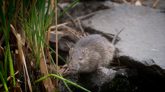 Cute little  Australian swamp rat munching on reeds at the water’s edge
