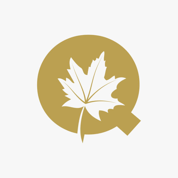 Letter Q Maple Leaf Elegant Logo. Maple Leaf Logotype Vector Template Letter Q Maple Leaf Elegant Logo. Maple Leaf Logotype Vector Template algonquin provincial park stock illustrations