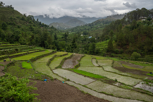 Beautiful view of terraced field and lush trees growing on mountains
