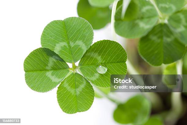 네잎 클로버 흰색 배경의 네잎 클로버에 대한 스톡 사진 및 기타 이미지 - 네잎 클로버, 클로버-온대 식물, 4가지 개체