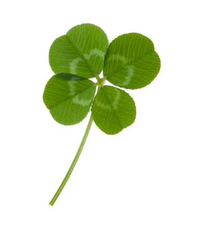 Four leaf clover  for luck