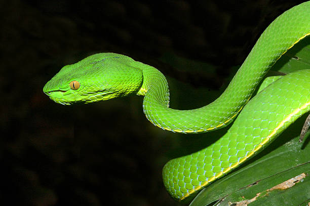istock White-lipped Pit Viper (Trimereserus albolabris) in a Thai Rainforest 156881028