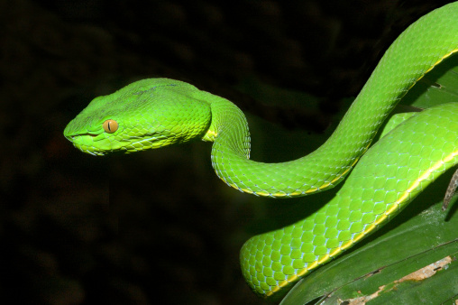 White-lipped Pit Viper (Trimereserus albolabris) in the primary rainforest of Khao Yai National Park,  Thailand.