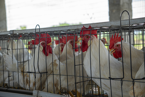 Group of white chickens in coops lined up in a row in factory at poultry farm