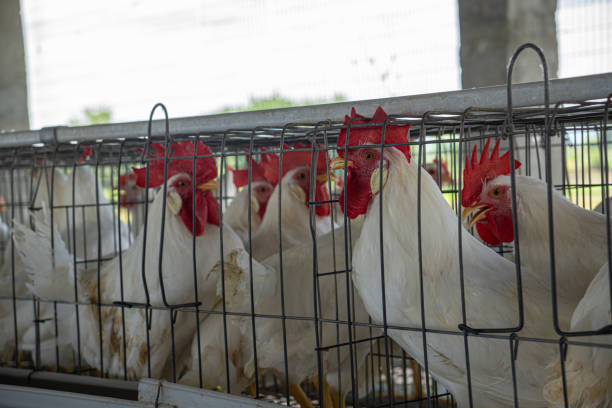 White chickens in coops in factory at poultry farm Group of white chickens in coops lined up in a row in factory at poultry farm battery hen stock pictures, royalty-free photos & images