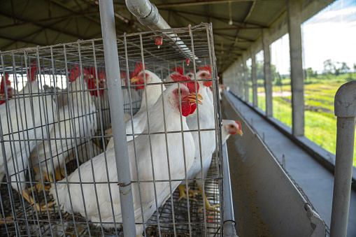 Group of white chickens in coops lined up in a row in factory at poultry farm