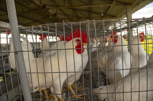 Group of white chickens in coops lined up in a row in factory at poultry farm