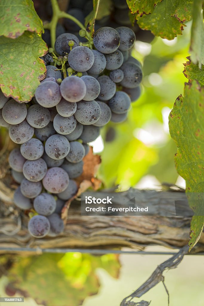 Vino lussureggiante, uva matura sulla vite - Foto stock royalty-free di Agricoltura