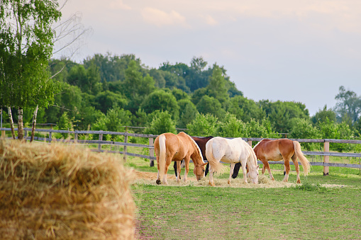 The group of horses happily munches on the nutritious fodder, their eating creating a harmonious rhythm in the rural ambiance