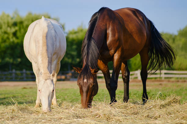 The horses in the farm pasture spend their time peacefully eating hay and grazing on the lush green grass The horses in the farm pasture spend their time peacefully eating hay and grazing on the lush green grass bay horse stock pictures, royalty-free photos & images