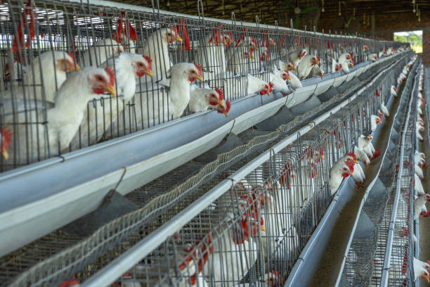 istock White chickens in coops in factory at poultry farm 1568821376