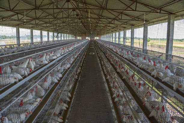 istock White chickens in coops in factory at poultry farm 1568821906