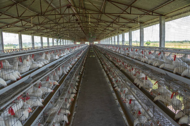 Group of white chickens in coops lined up in a row in factory at poultry farm