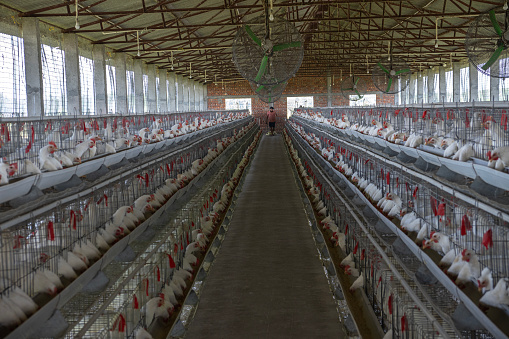 Group of white chickens in coops lined up in a row in factory at poultry farm