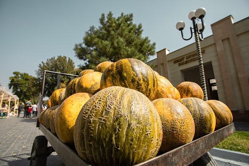 The delicious handalak melons from Samarkand.