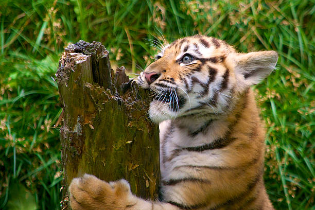 tiger cub bites a tree stump stock photo