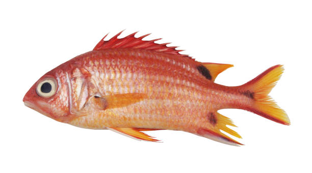 istock Soldier fish isolated on white. 1568856334
