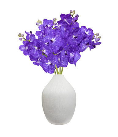 Bouquet of cut out blue vanda orchid stem in the white vase isolated on white background during summer season for home decoration