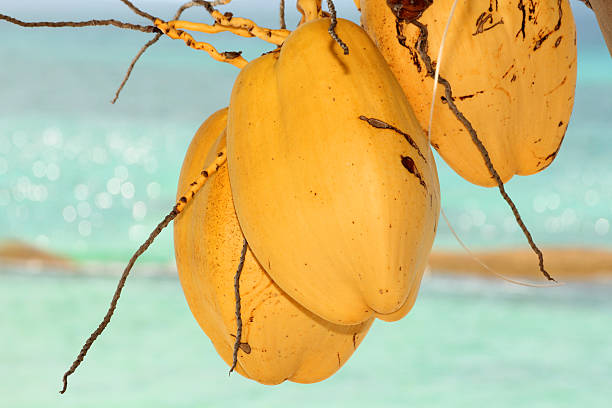 Yellow coconuts hanging on a palm tree stock photo