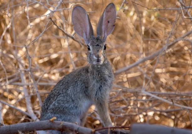 istock Desert cottontail in Henderson, Nevada 1568859836