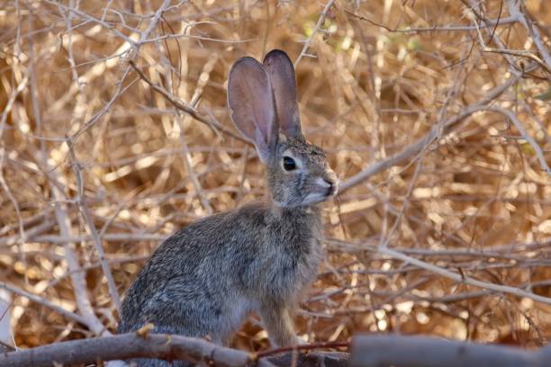 istock Desert cottontail in Henderson, Nevada 1568859851