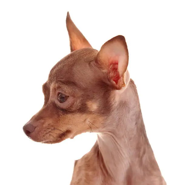 The Italian Greyhound is a small breed of dog, in studio on a white background