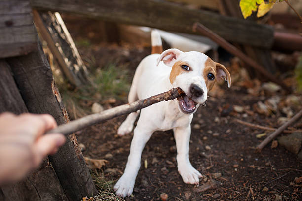 istock Jack Russell Terrier puppy 156886362